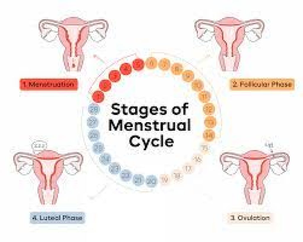 MENSTRUALCYCLE