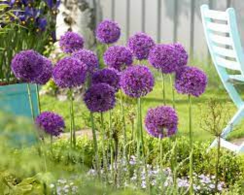 purple garden